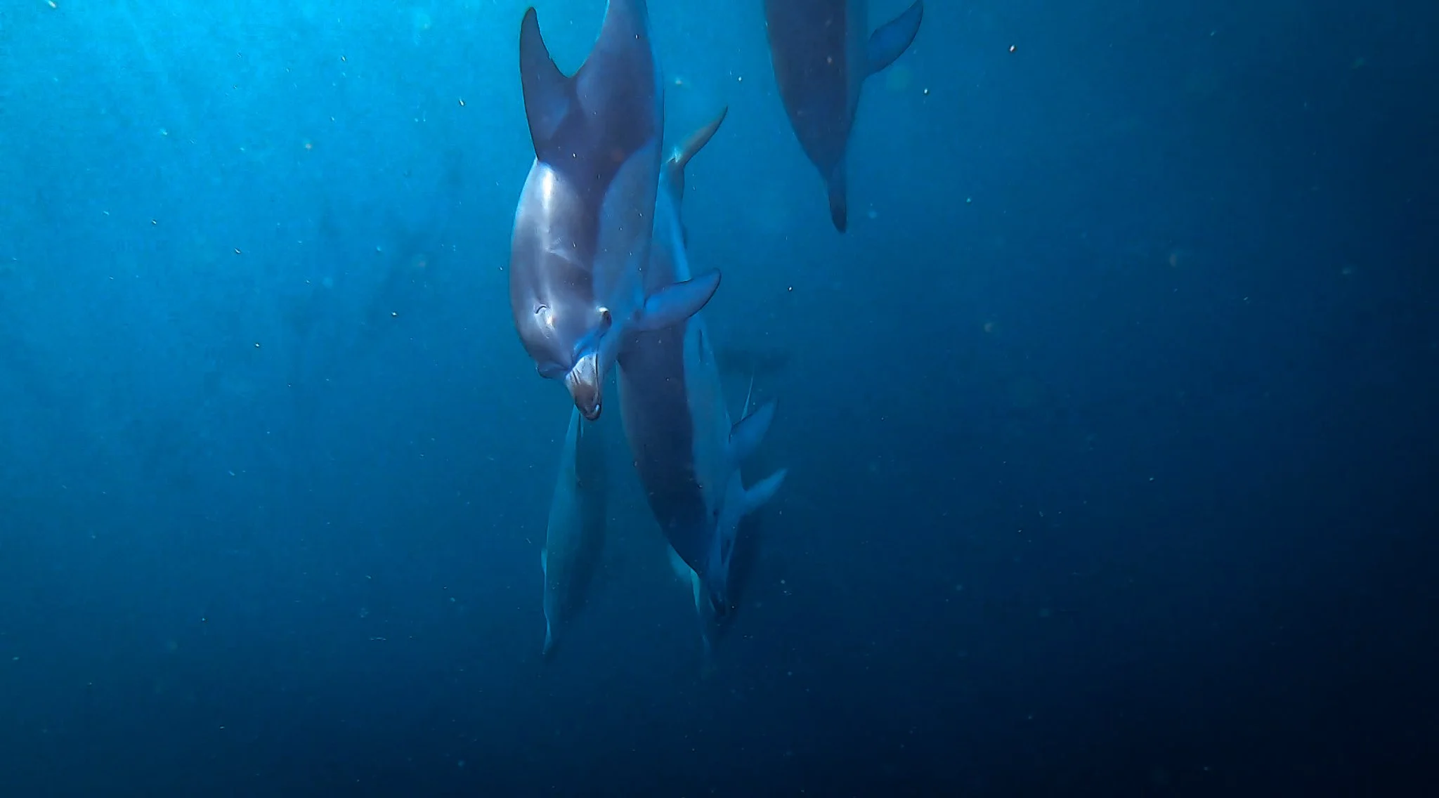 Learn freediving in Melbourne and the world famous Kilsby Sinkhole.