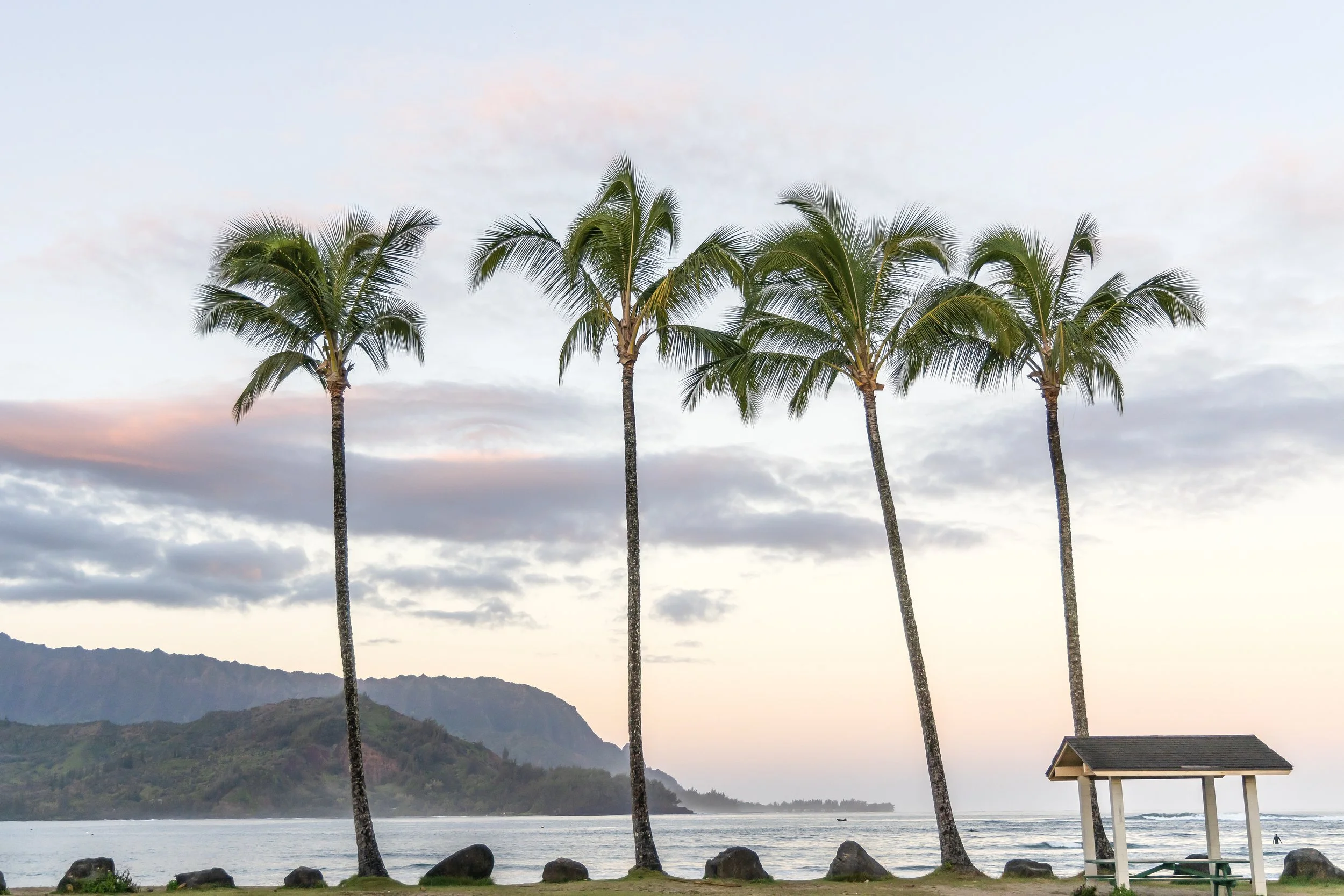 Kauai Palms.jpg