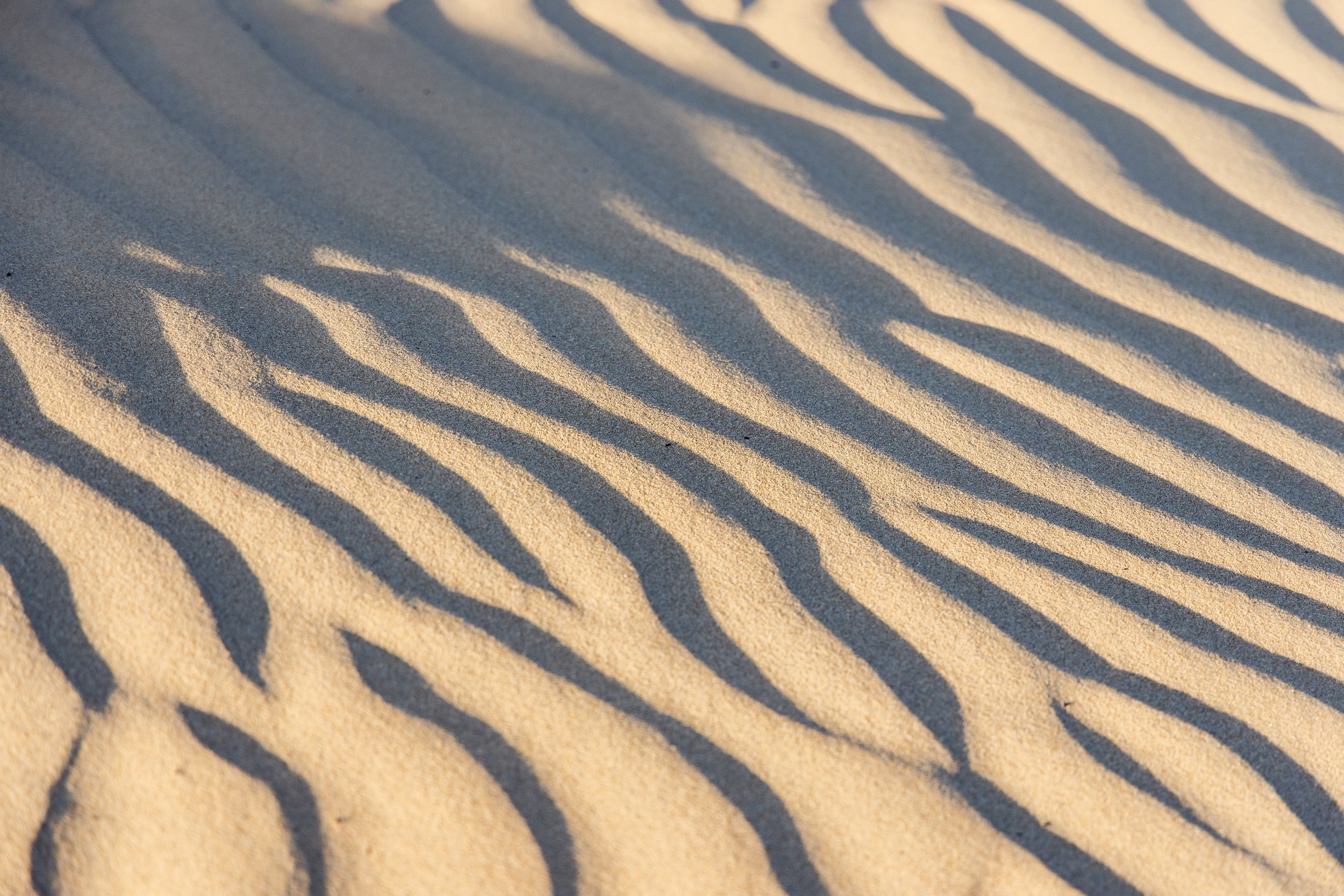 Pismo Dune Shadows small.jpg