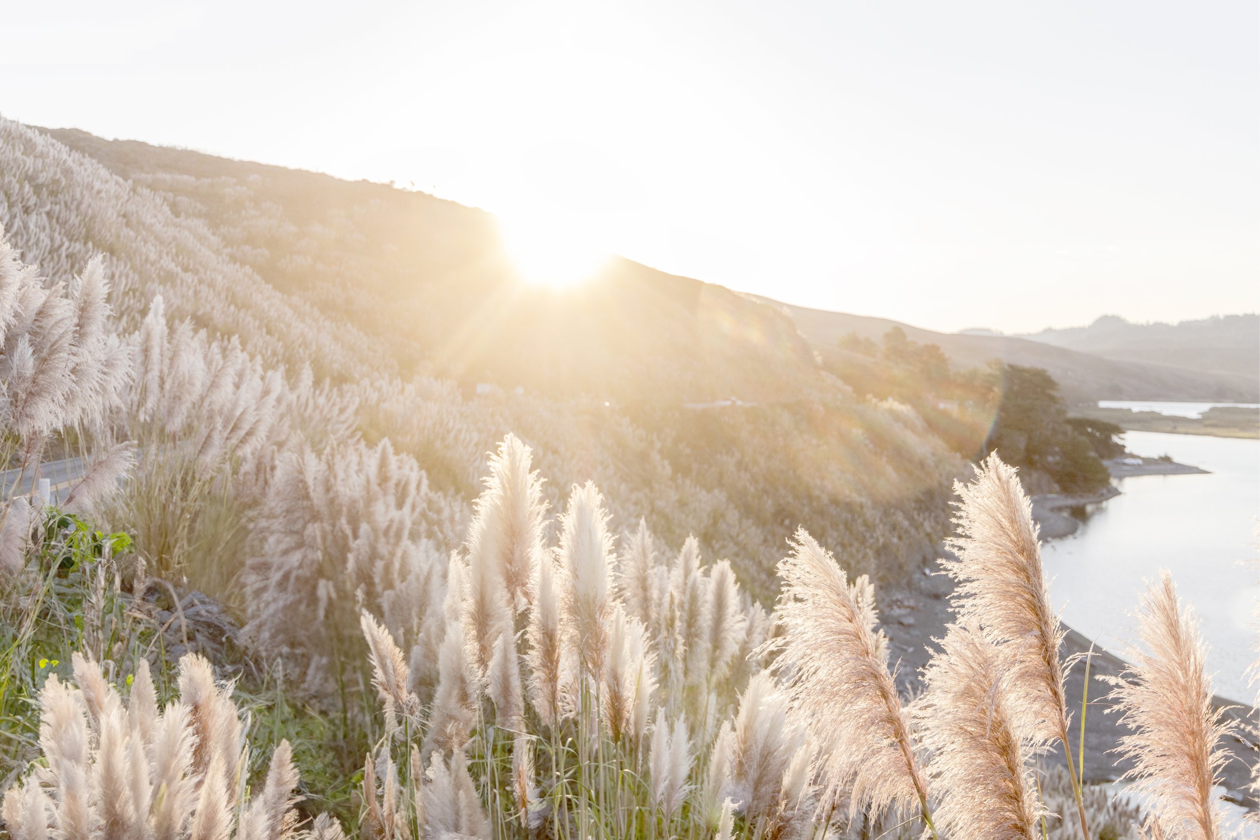 Fields of Gold MUTED.jpg