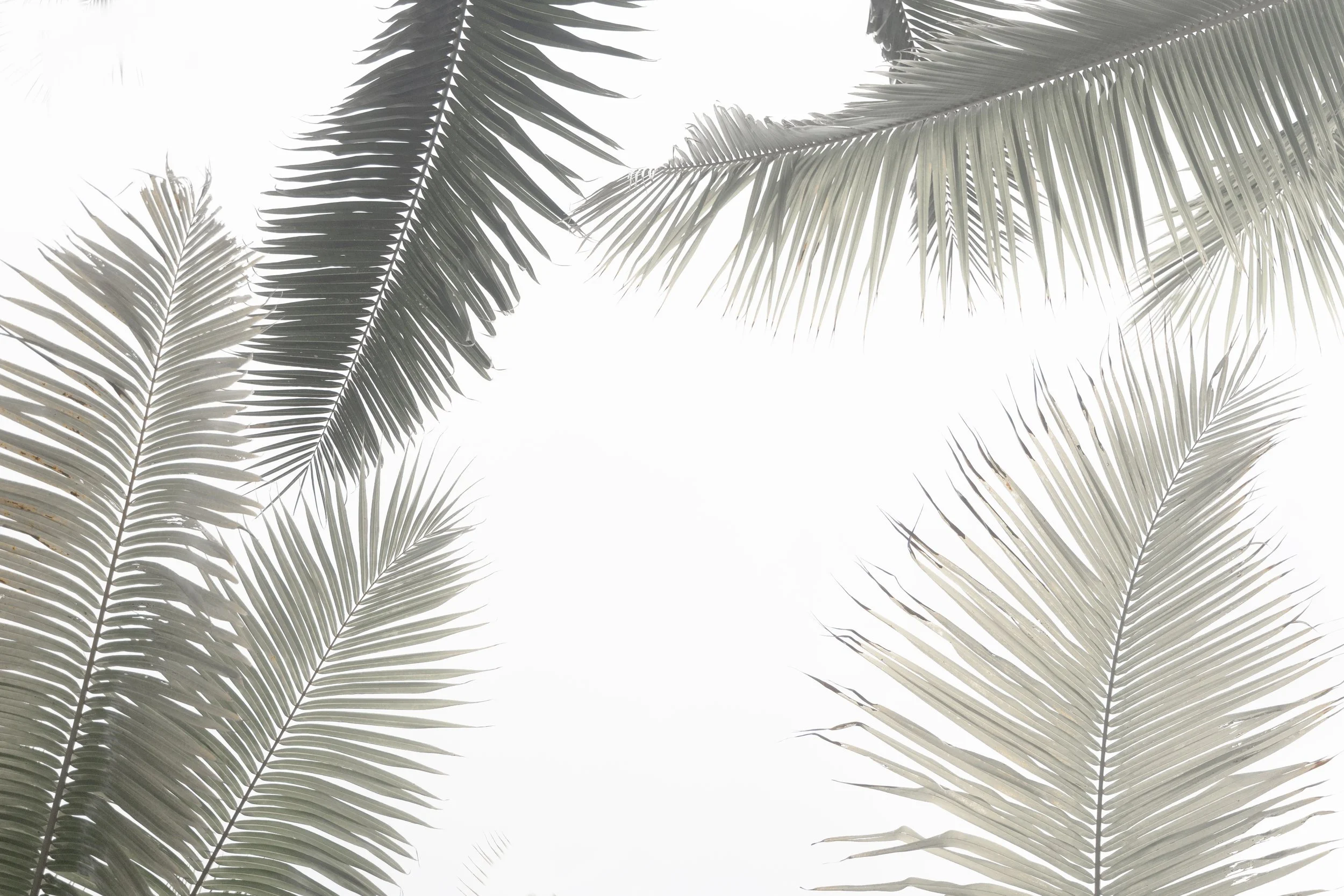 Palm Corners.jpg