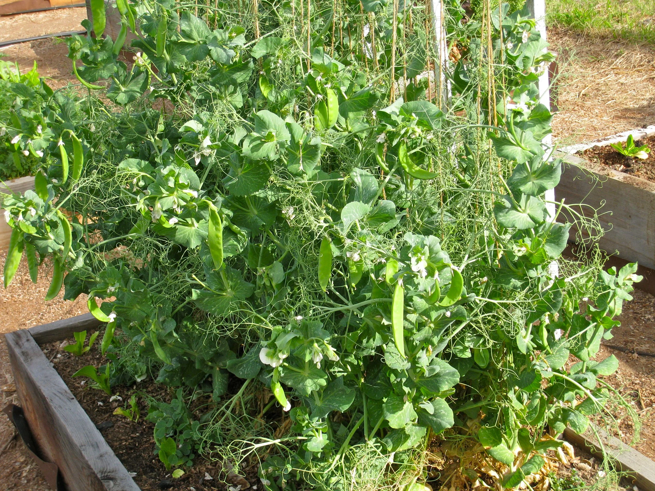In My Garden: Sno Peas!