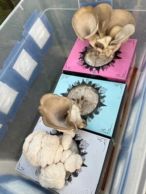 In My Garden: Mushrooms