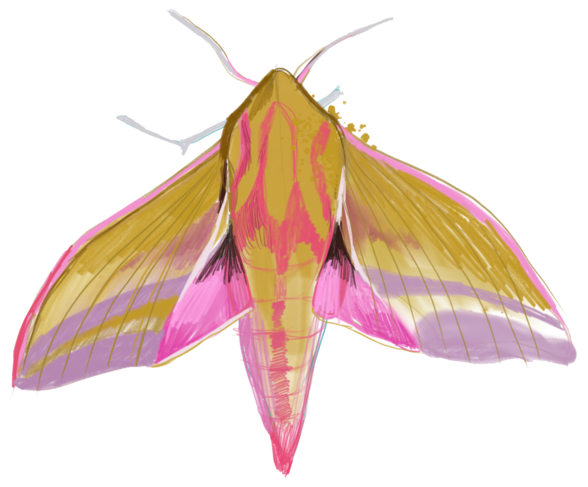 illustration of elephant hawk moth
