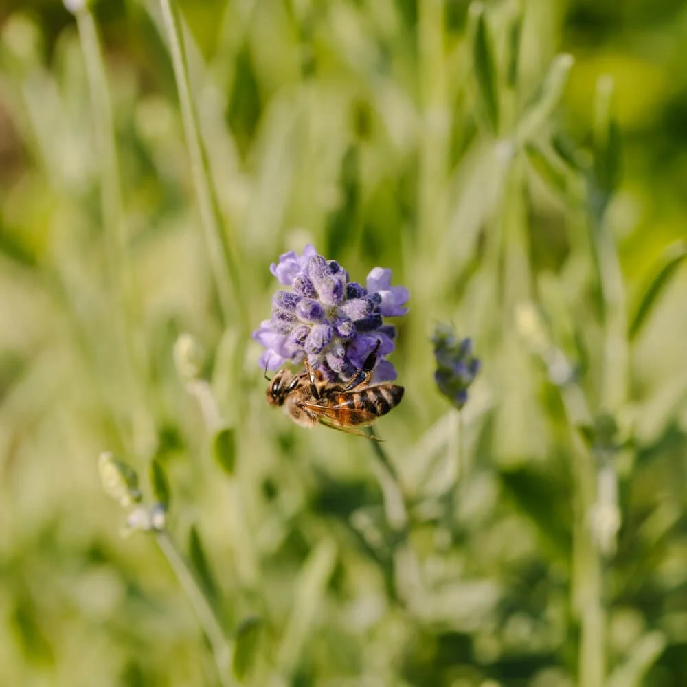honeybee in lavender