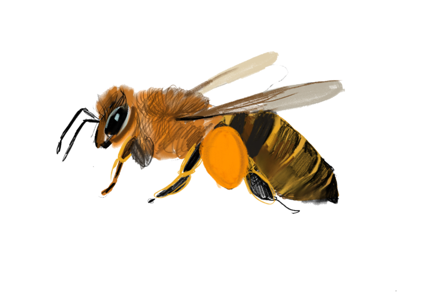 illustration of honey bee