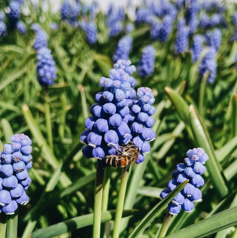 honey bee in muscari