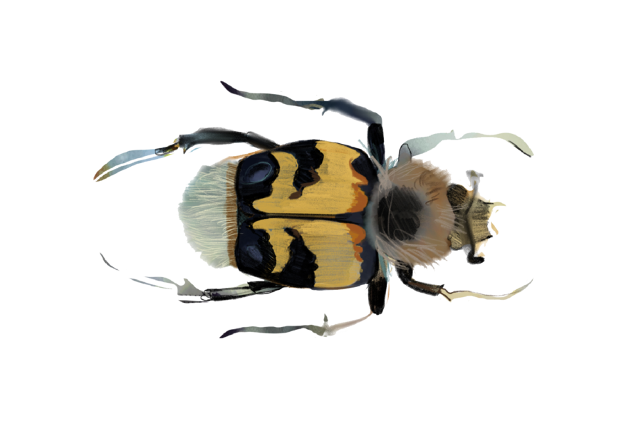 illustration of beetle