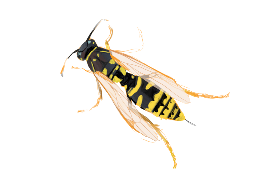illustration of a wasp