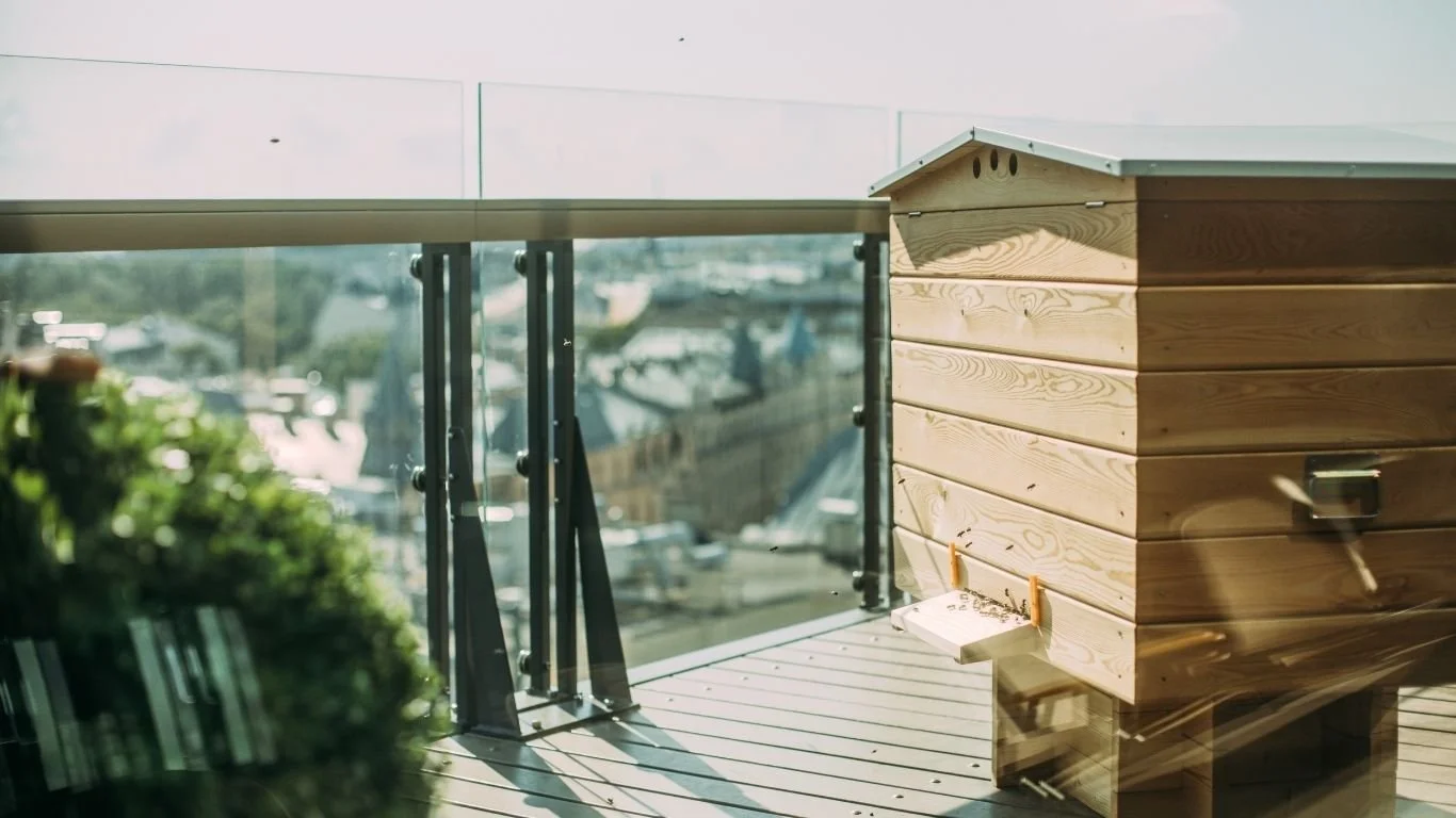 beehive on a city building roof