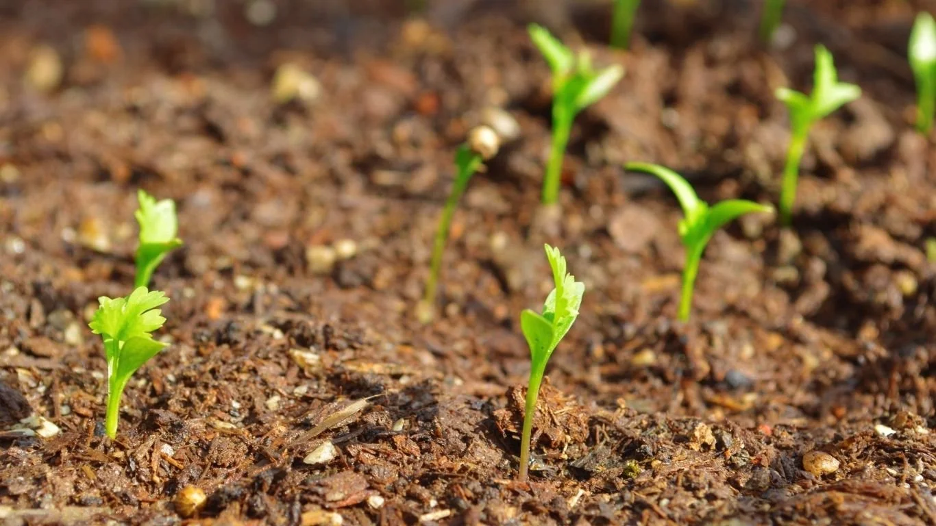 sprouts coming out