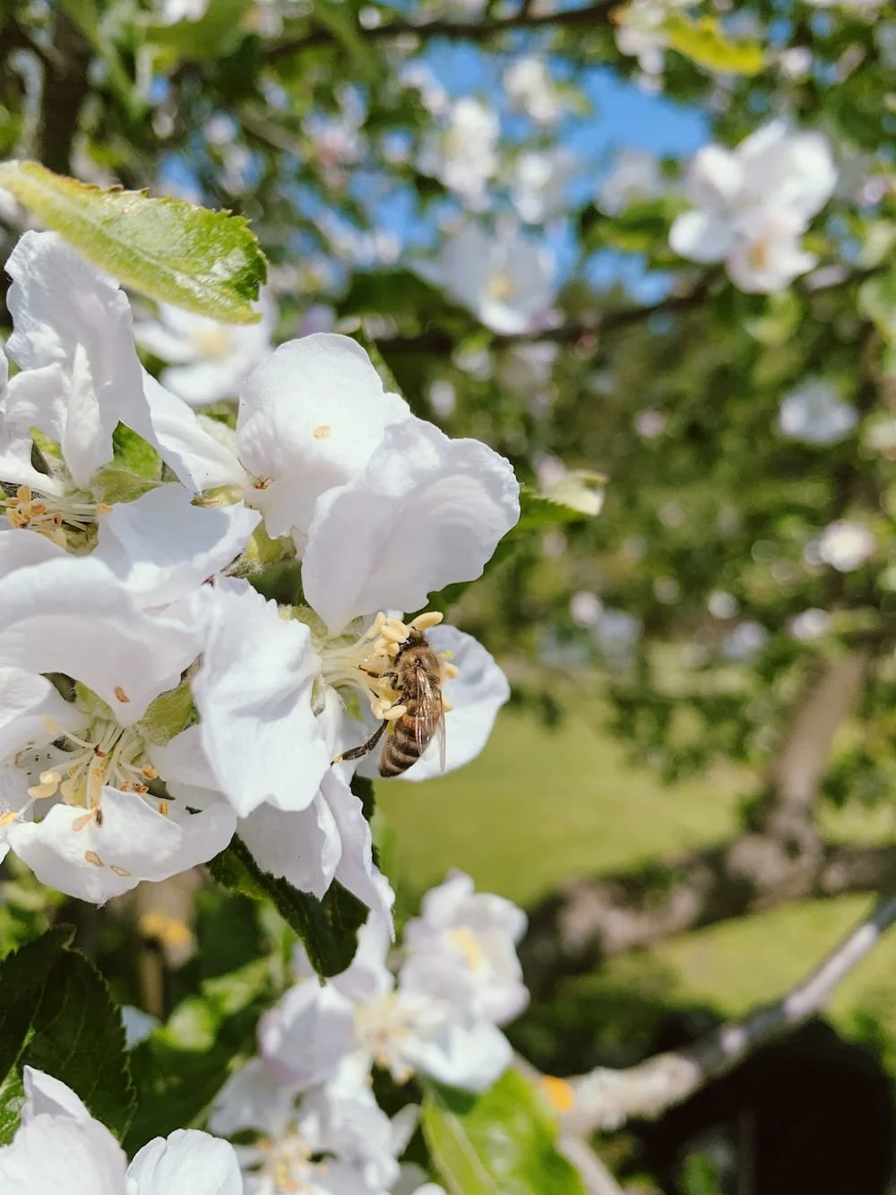 honey bee in apple blossom