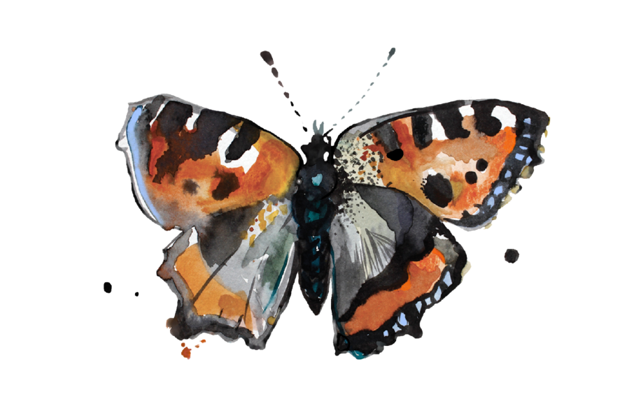 illustration of butterfly