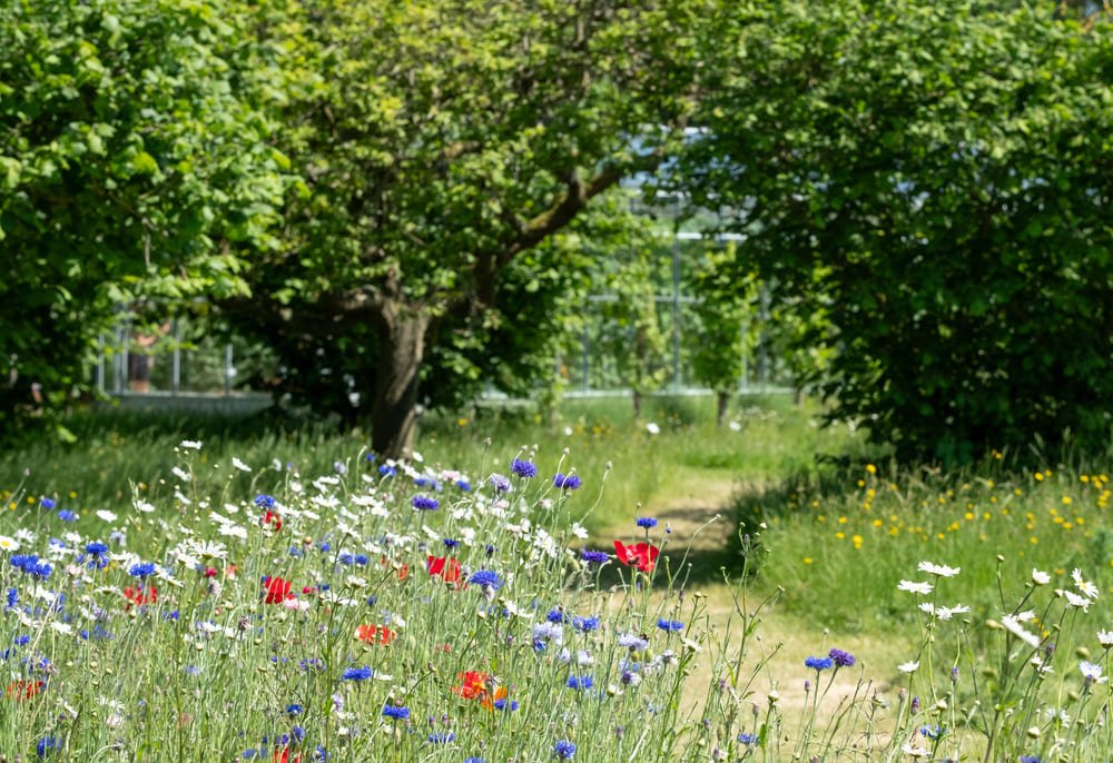 garden