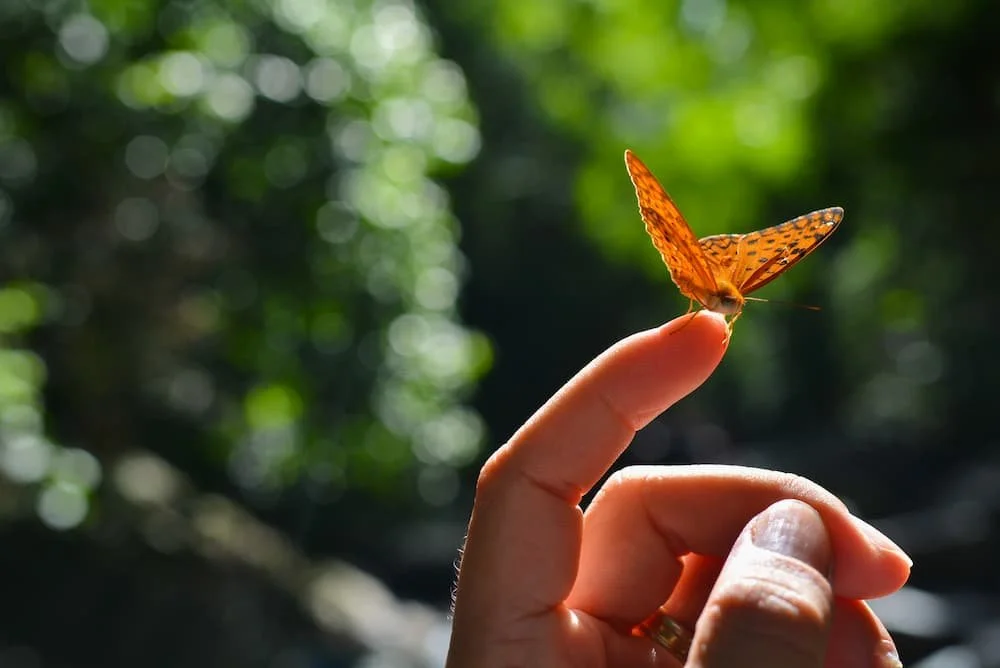 orange butterfly on finger