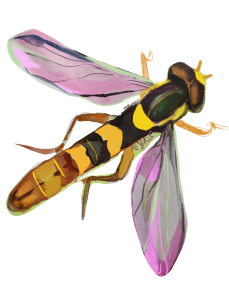 illustration of fruit fly