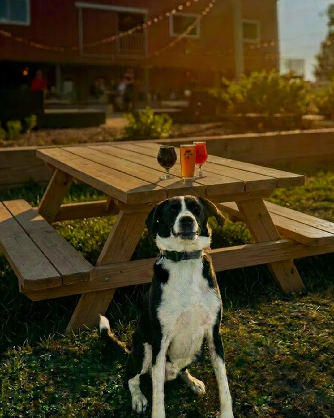 🐾🍺 Beer N Bark Palooza is this Saturday! 🍺🐾

Join us at Falling Branch Brewery for a tail-wagging day of craft beer, community, and canine fun&mdash;all co-hosted with Mason-Dixon Country!

Bring your pup and enjoy a full afternoon designed for d