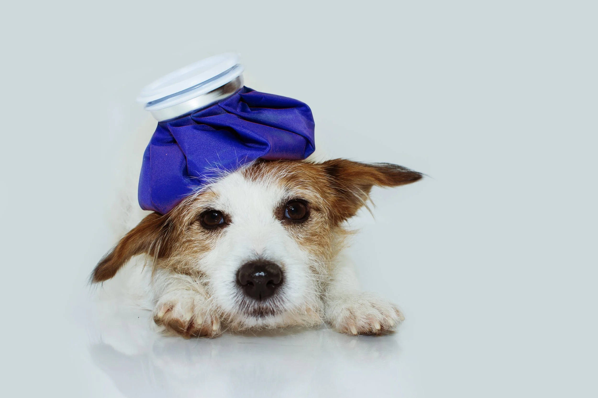 A small dog lying down with a blue ice pack on its head, looking at the camera with a calm expression.