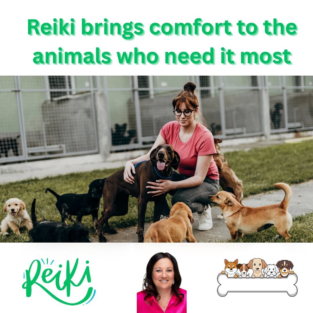Reiki brings comfort to animals who need it most. 🙏🐾
 Shelter pets often carry fear or trauma. 

A short Reiki session can help them feel safe, grounded, and open to love again.
 Every being deserves healing. Every paw deserves peace. 🐕&zwj;🦺💕


