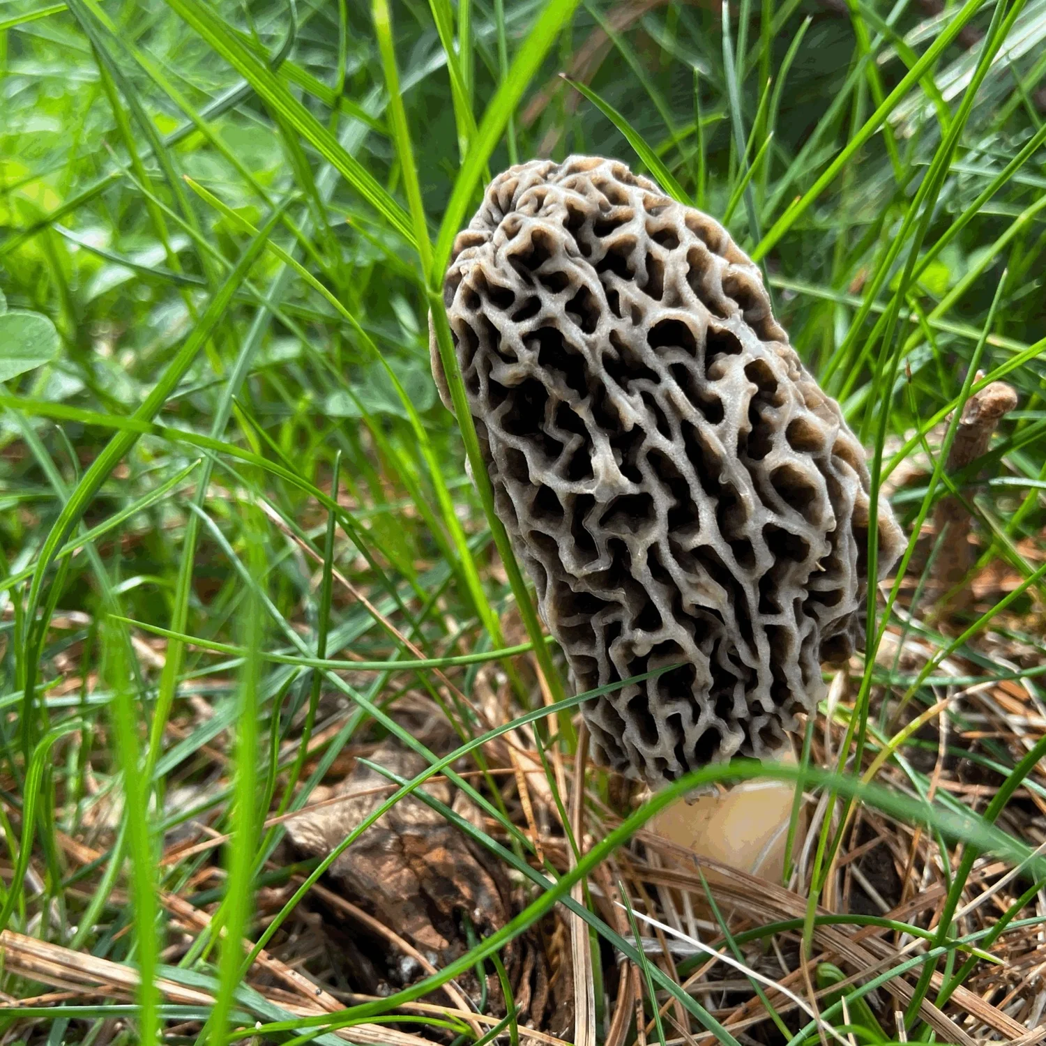Season Highlights — Rhode Island Mycological Society