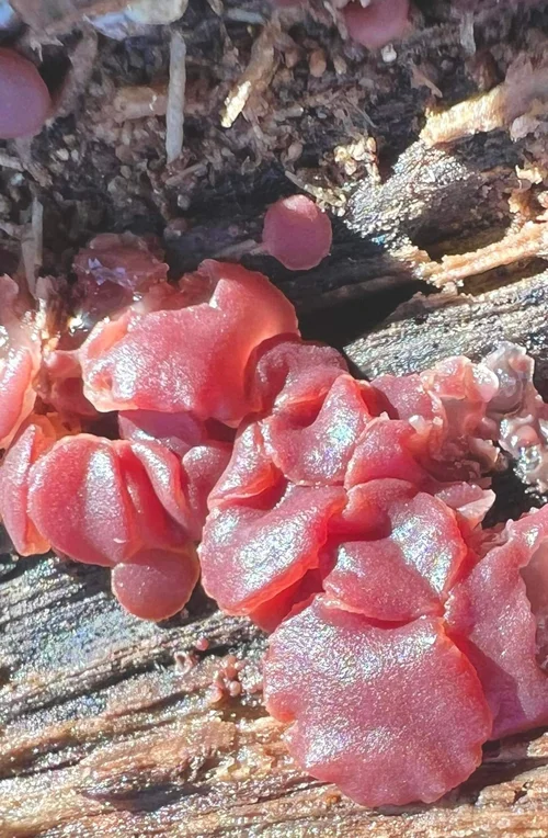 December Fungi — Rhode Island Mycological Society