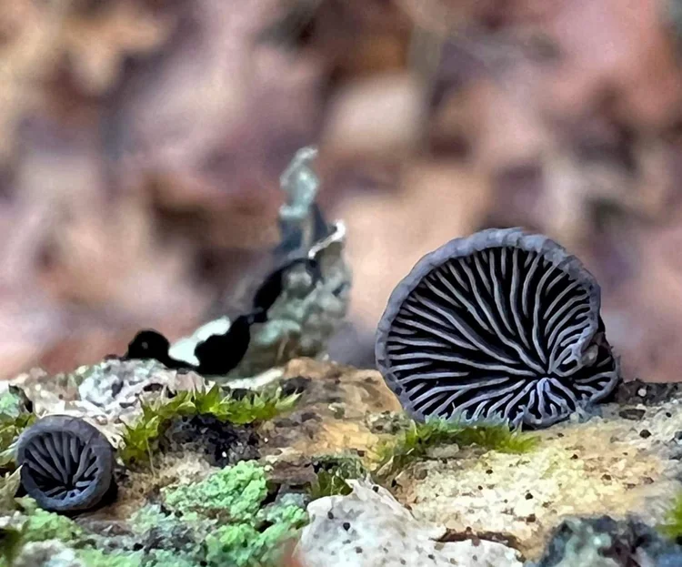 December Fungi — Rhode Island Mycological Society