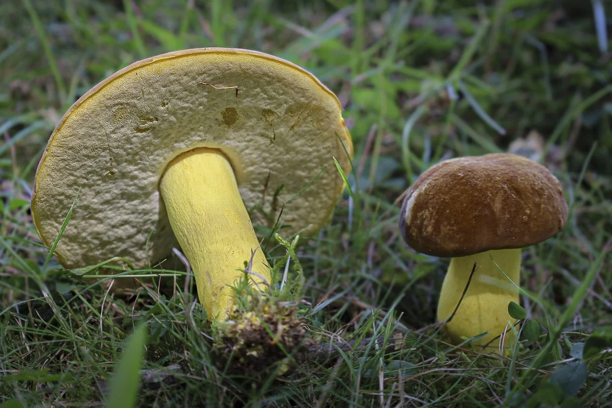 15 Minute Field Trips: Mushroom Walk