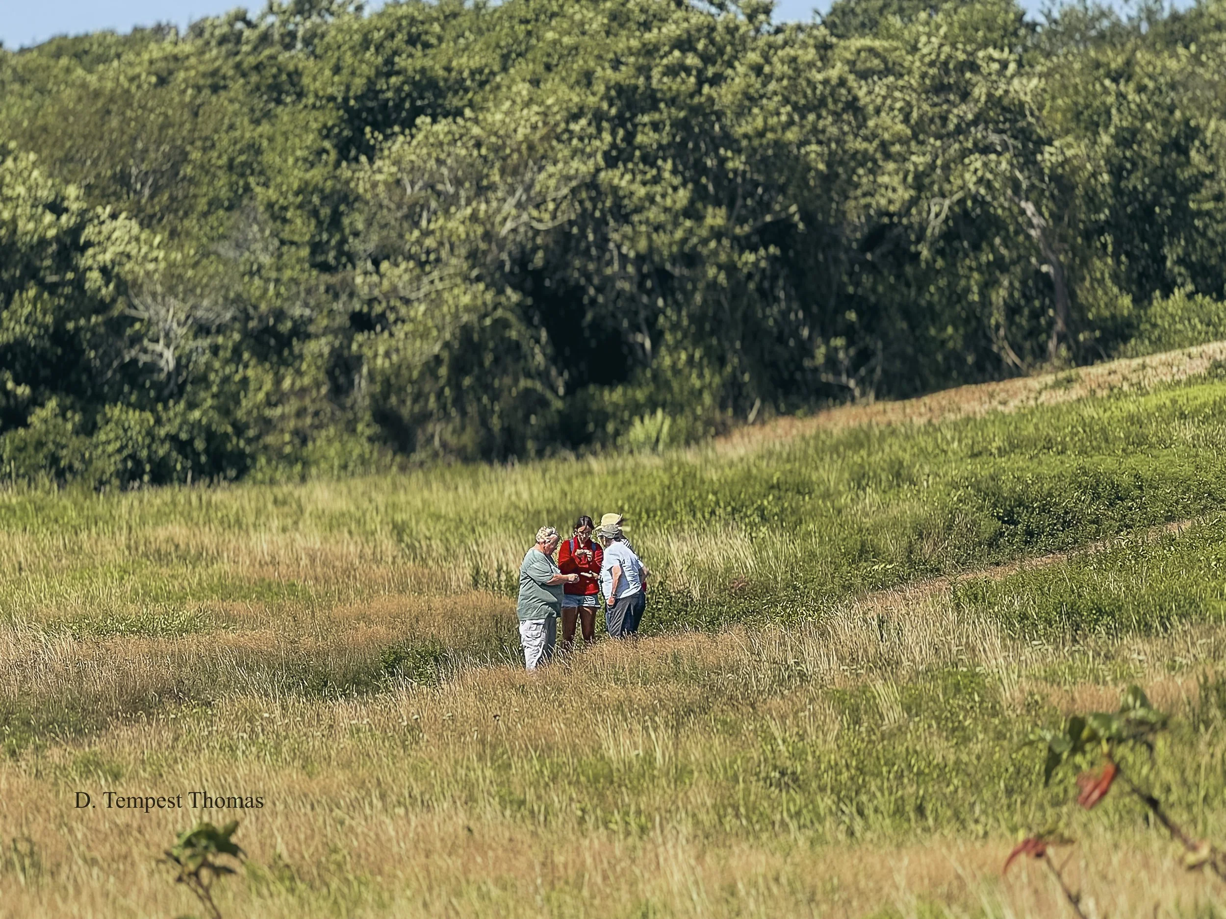 Block Island                  Mushrooms &amp; More