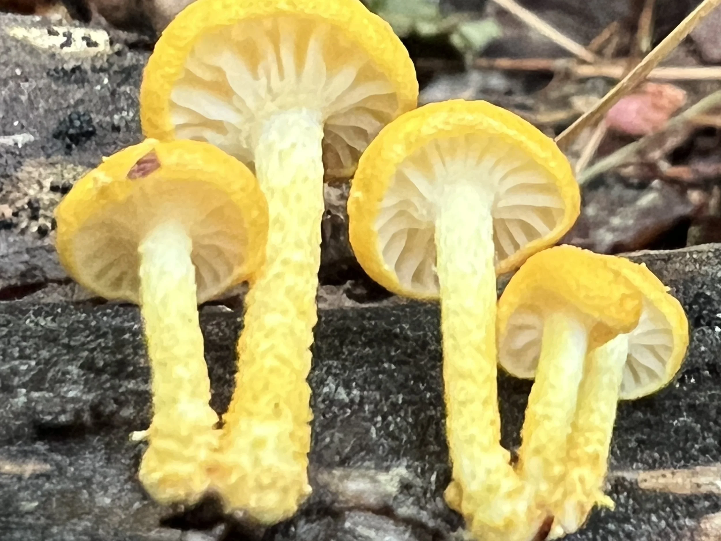 Fungal Forest Care Day            Día del Cuidado del Bosque de Hongos