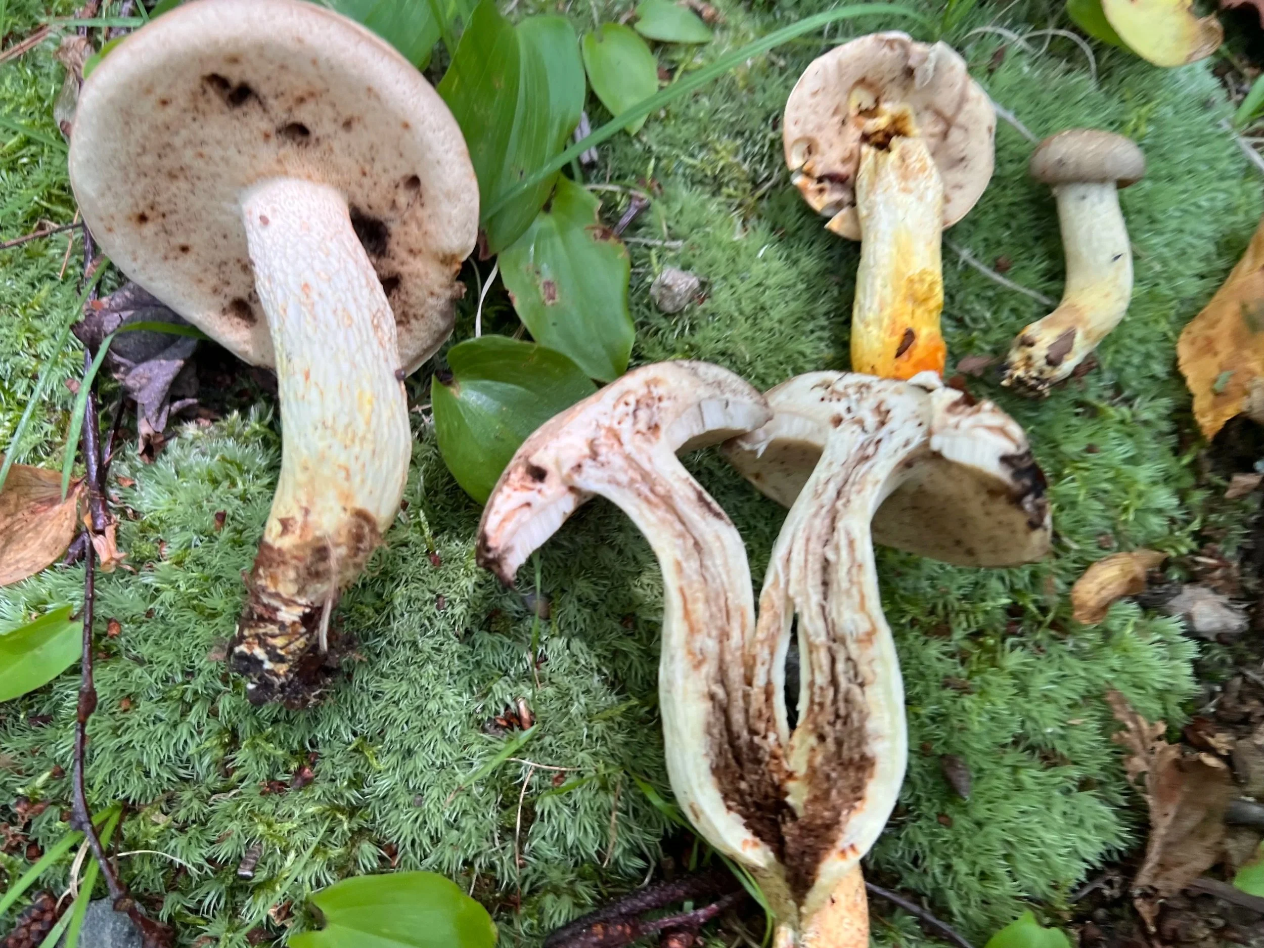 Sprague Farm Town Forest Fungal Foray Glocester Land Trust 