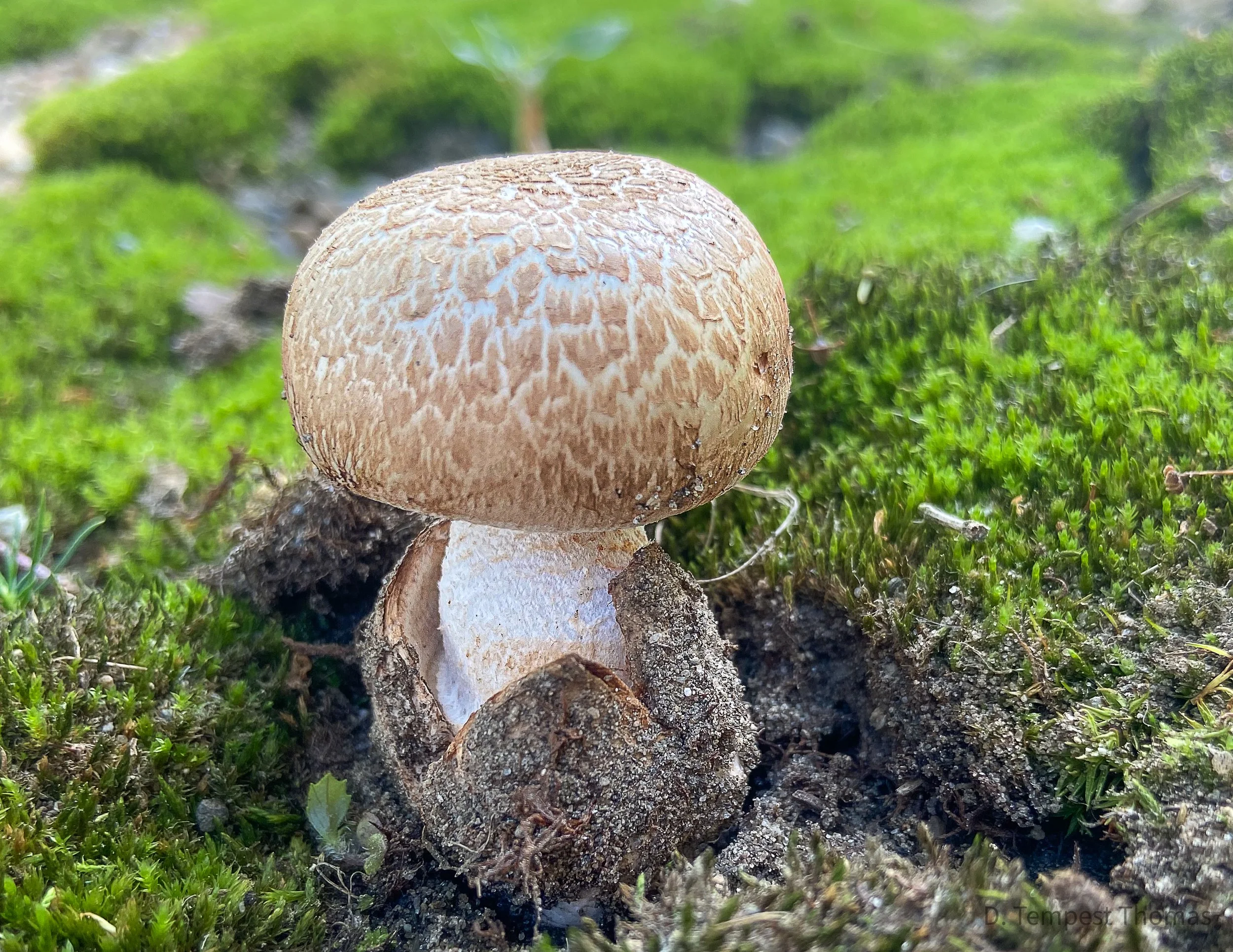 August Mushroom Walk with Chef Spike Mikulski Smithfield, RI