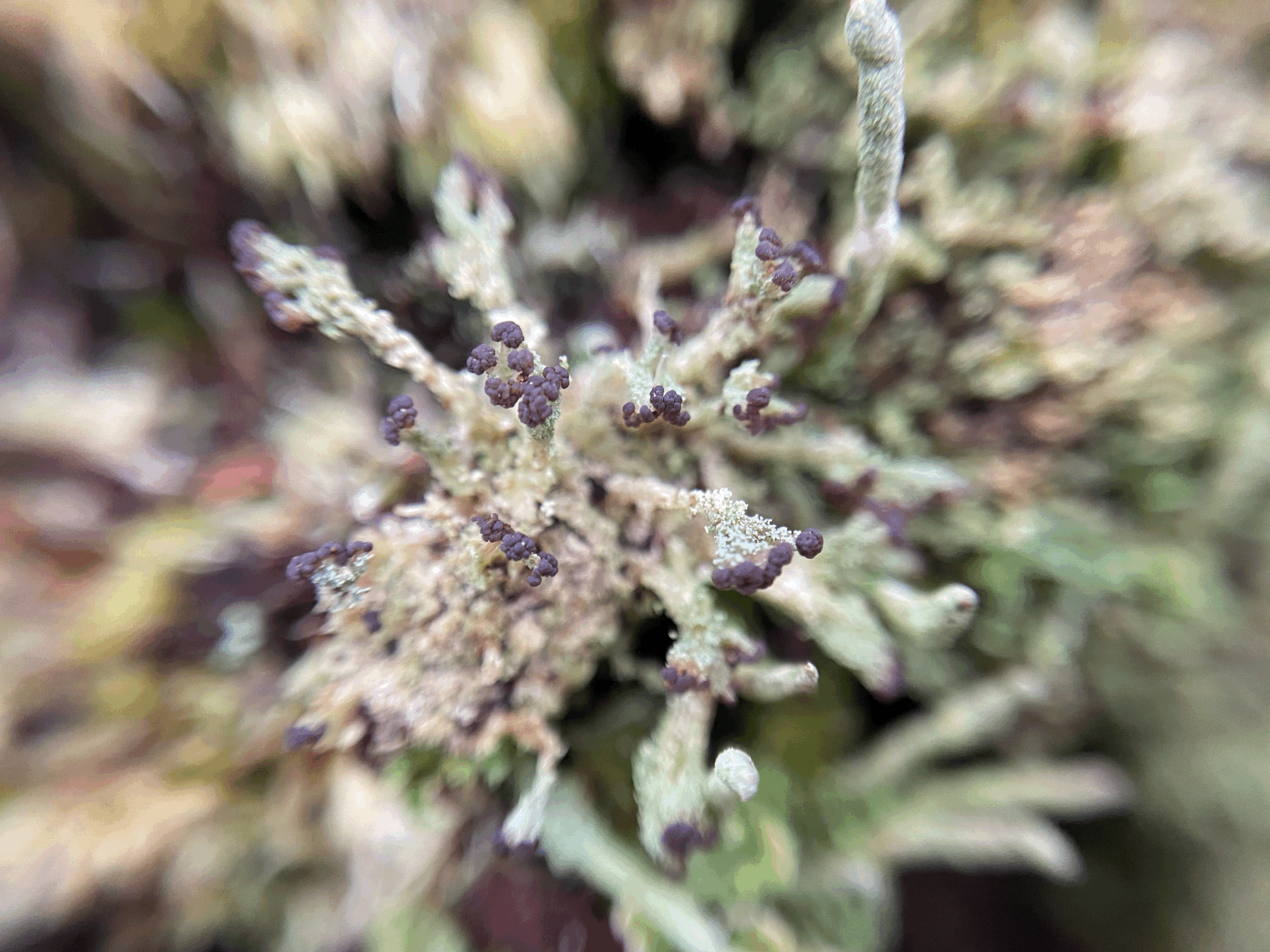Scituate Land Trust + Slow-Motion Ecology: Lichens Up Close