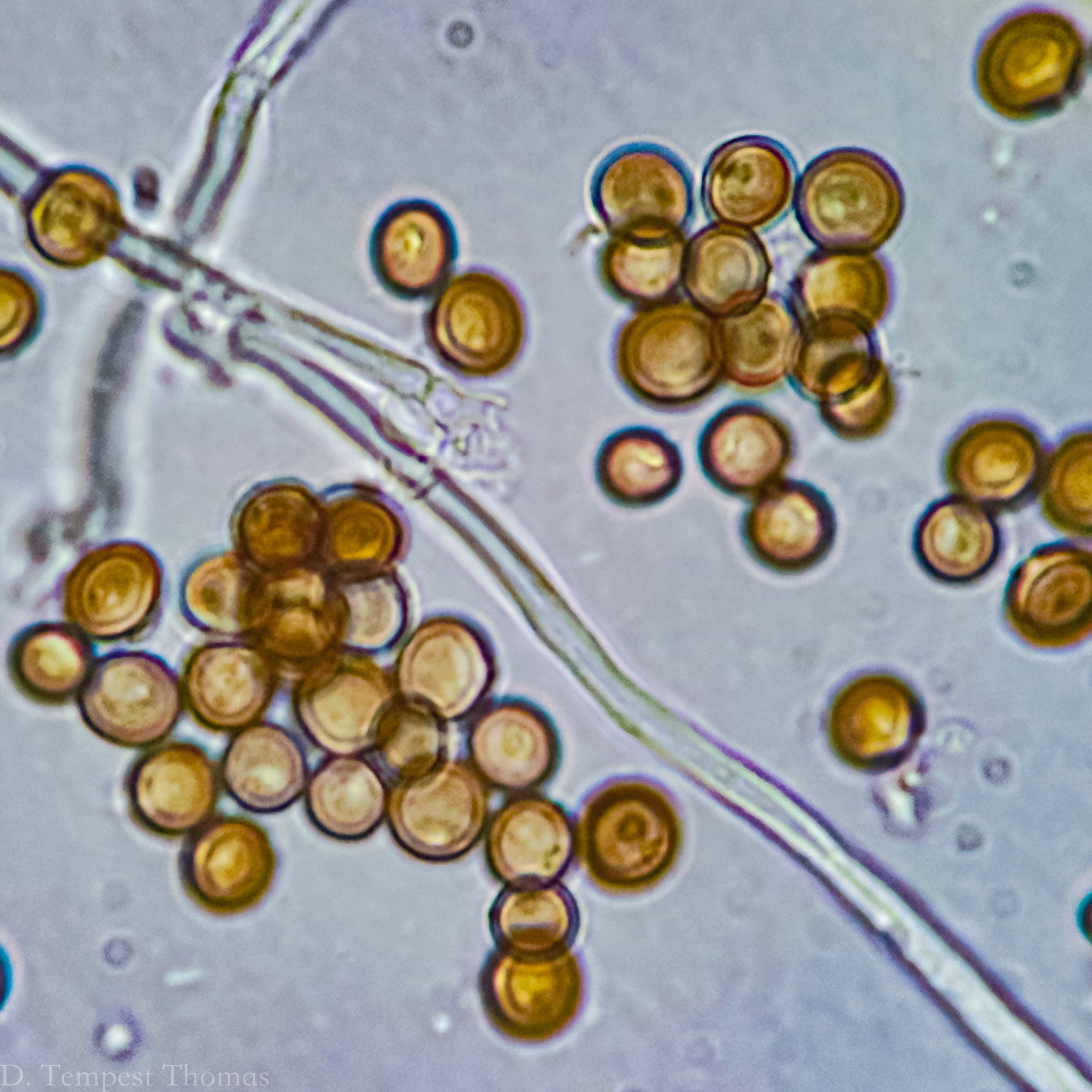 Fungal Foray at Trott/Perry Preserve
