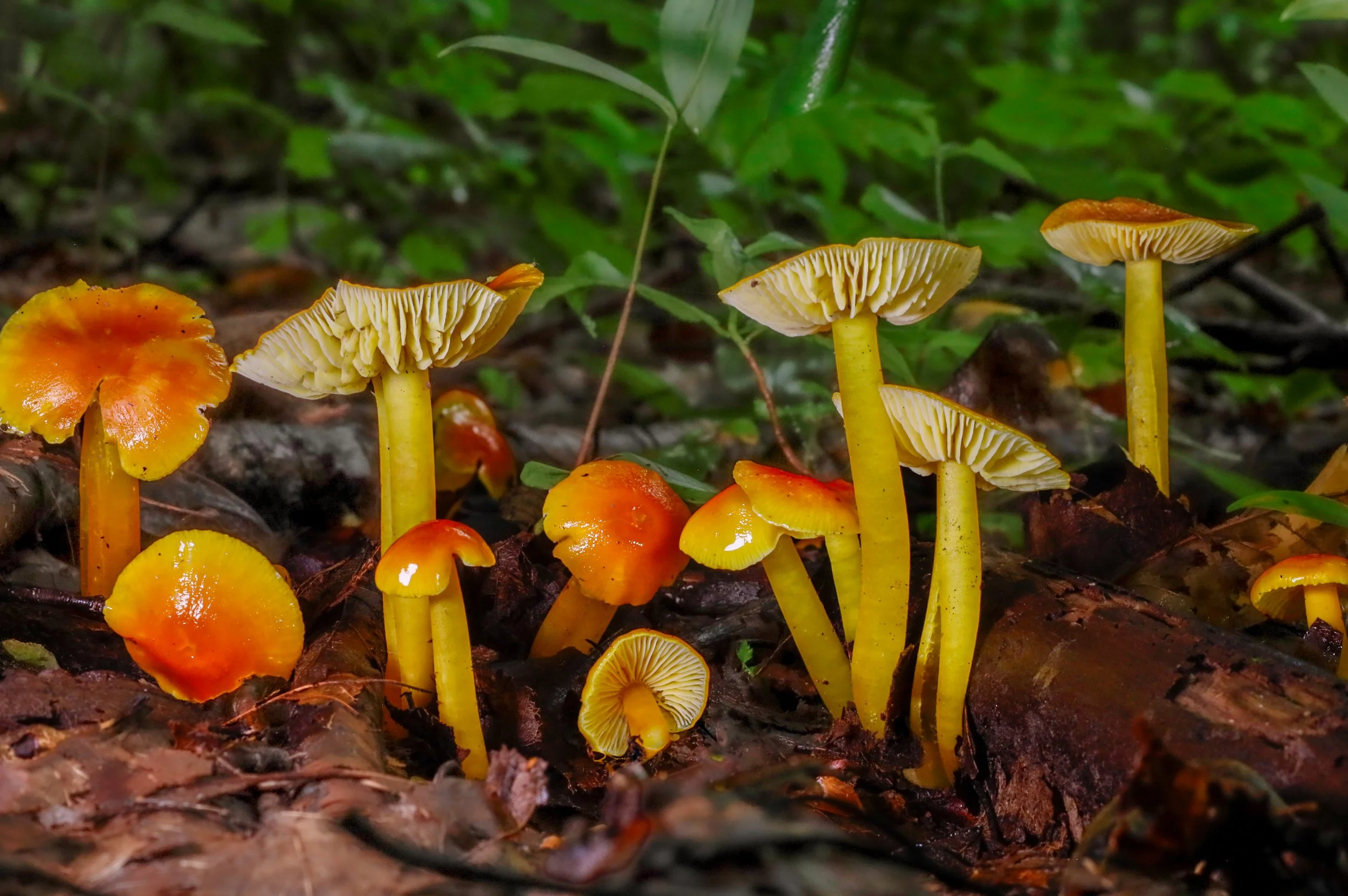 CCMS Fungus Fair!