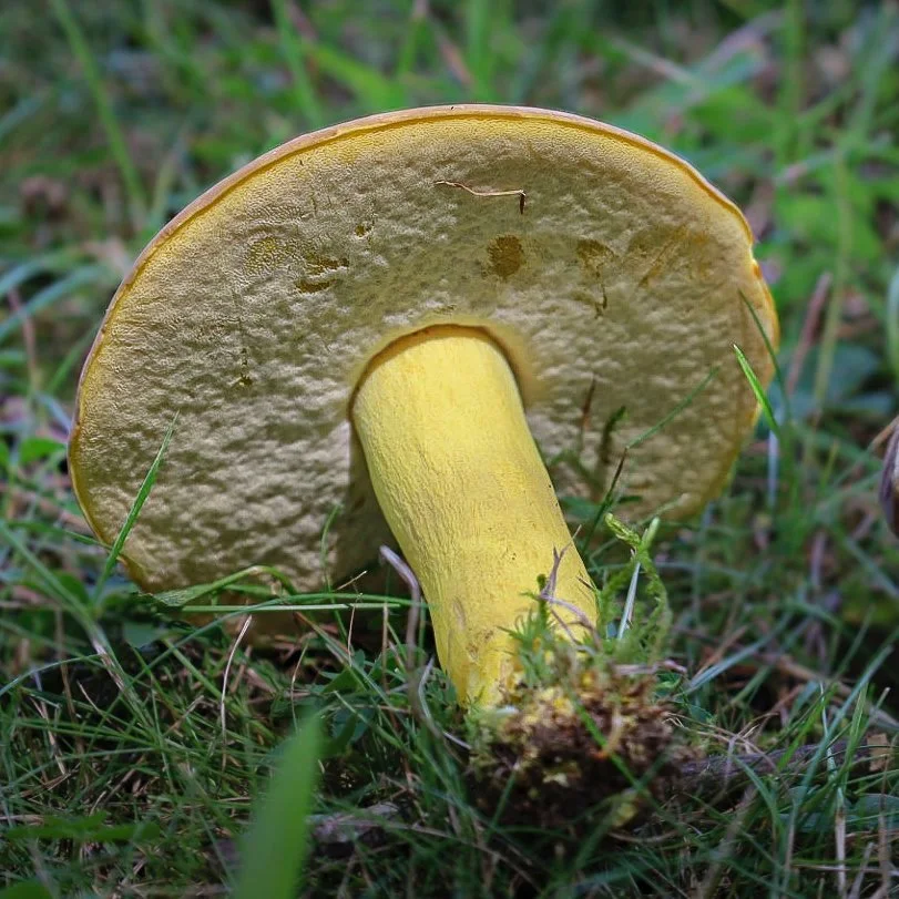 A yellow bolete mushroom growing in green grass.