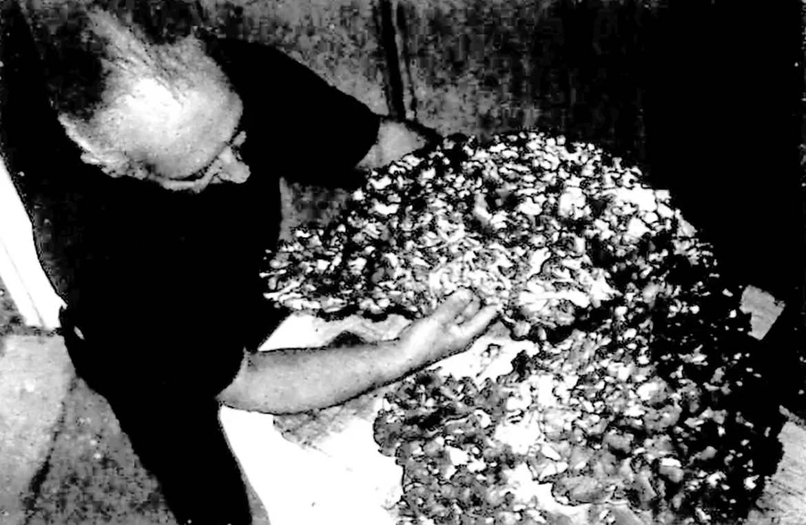 Bruno Iacovone, of Johnston, fits together two pieces of a 62-pound hen of the woods mushroom he discovered near the Rhode Island-Massachusetts border in 1998. The common name for the mushroom among Italian-Americans in Rhode Island is the signorina.