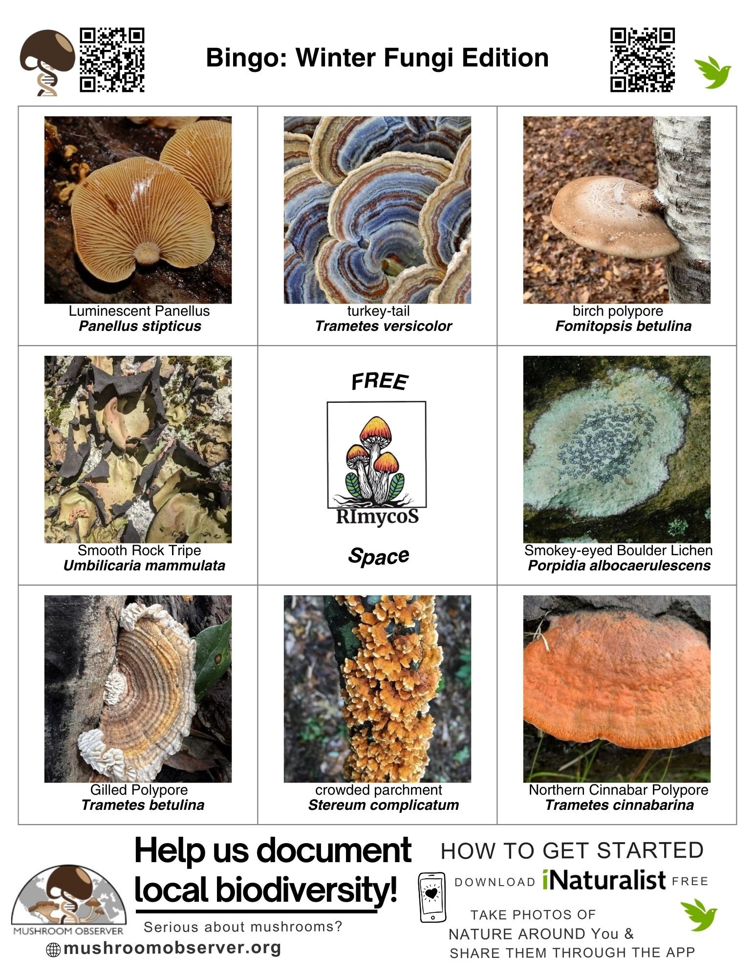 Mushroom Bingo, Winter Fungi Edition