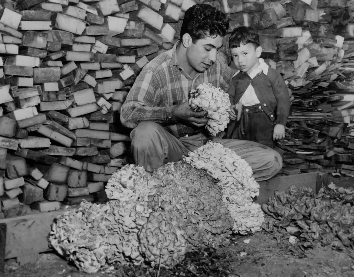 1949: Good to eat — all 40 pounds of it. Bennedetto Rossi, 21, who found the giant mushroom in Exeter, shows it to his nephew, Salvatore Marciello, 2.
The Providence Journal, File