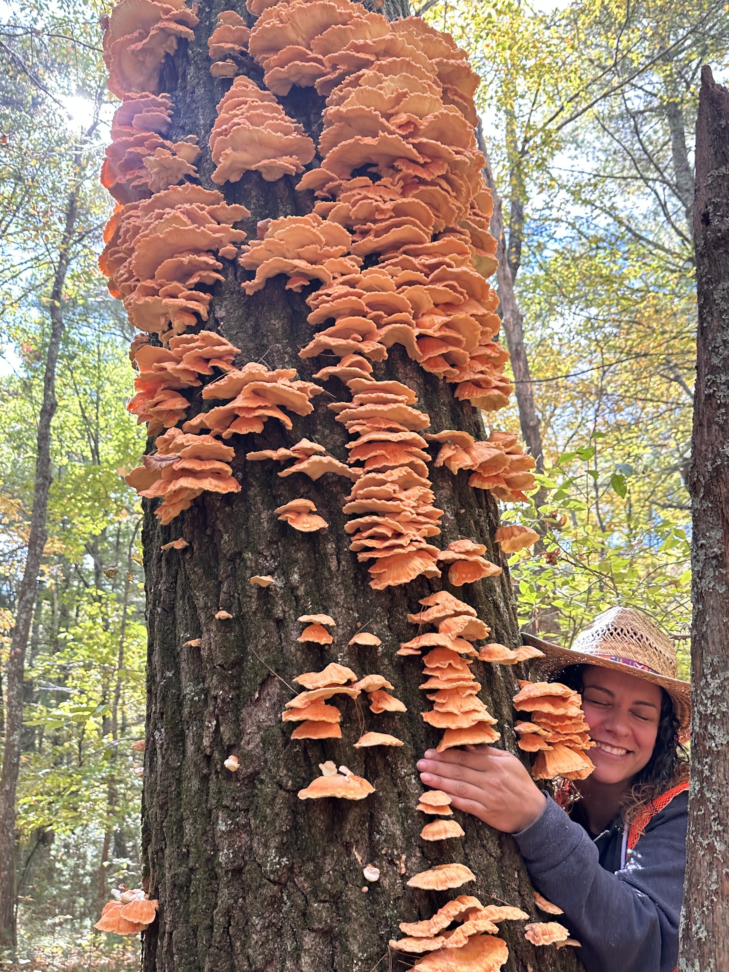 an oak tree with many bright orange chicken of the woods mushrooms with a smiling woman hugging the tree.
