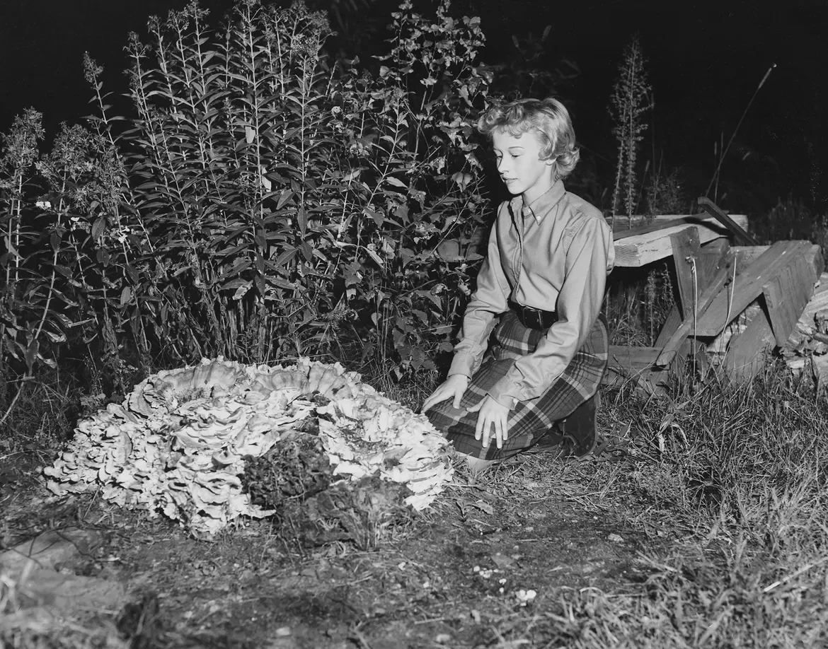Wouldn't you know, she doesn't like mushrooms. This huge specimen is growing in the yard of Sherrill Nelson, 13, daughter of Councilman and Mrs. Kenneth J. Nelson of Cranston. They don't like mushrooms either.
The Providence Journal, File