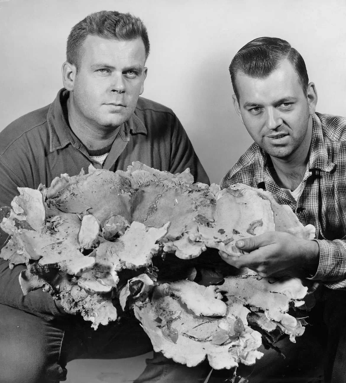 1955: Milton Yeaw, left, and Earl J. Thomas of North Scituate picked one mushroom weighing 22½ pounds and another 7½-pounder in woods of the town. They wouldn't say where in the woods — that's a mushroom picker's secret.
The Providence Journal, File