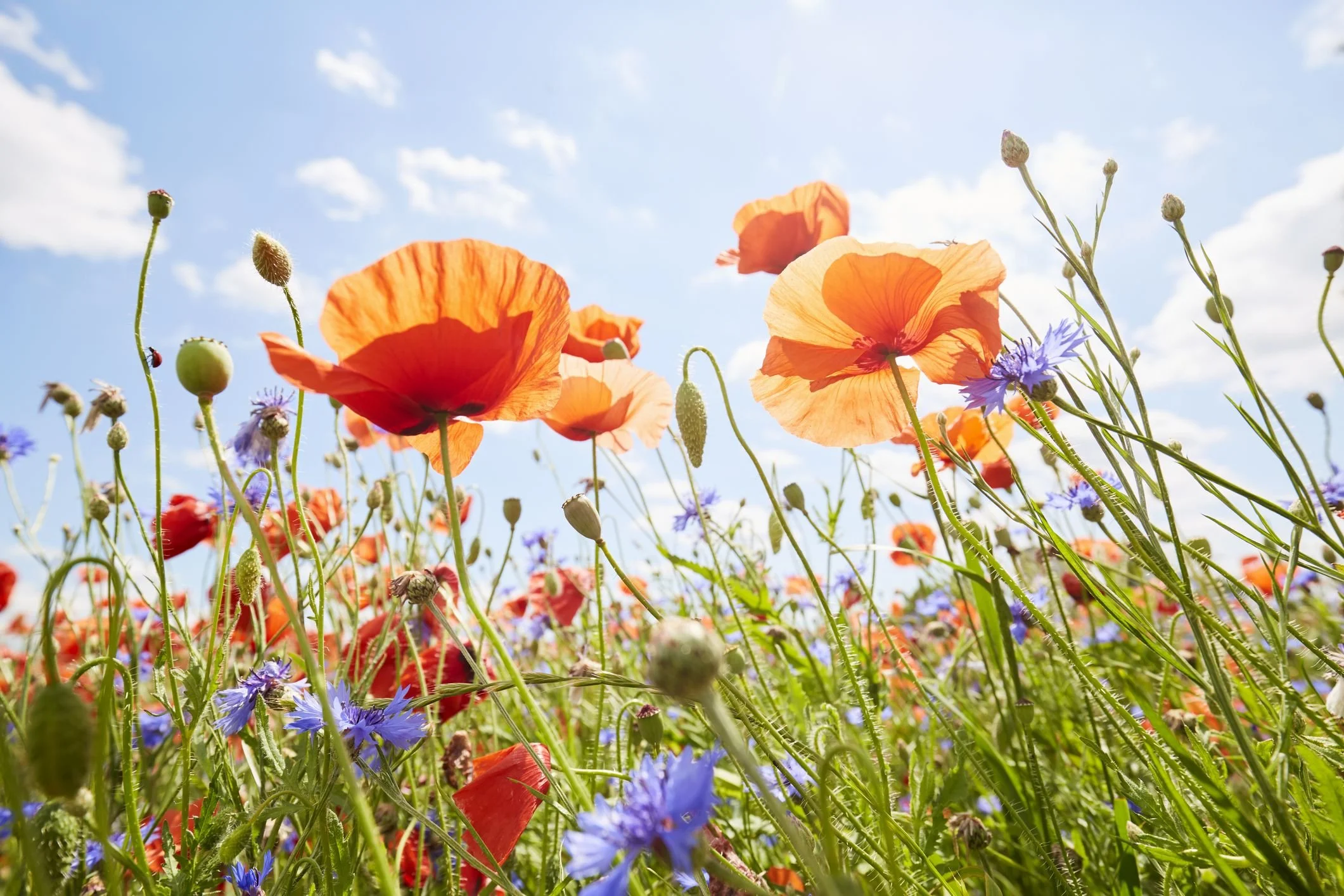 Gratitude