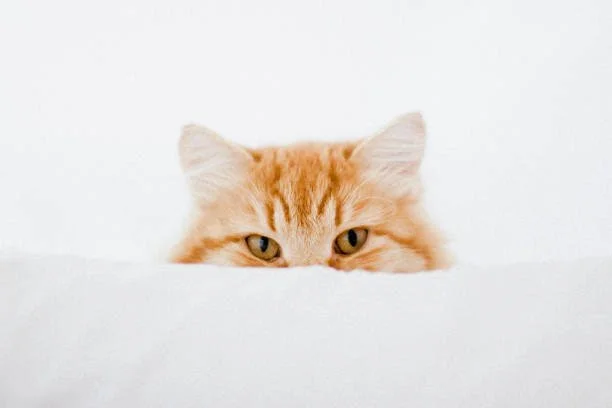 Curiosity