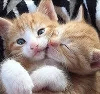 Unconditional Love