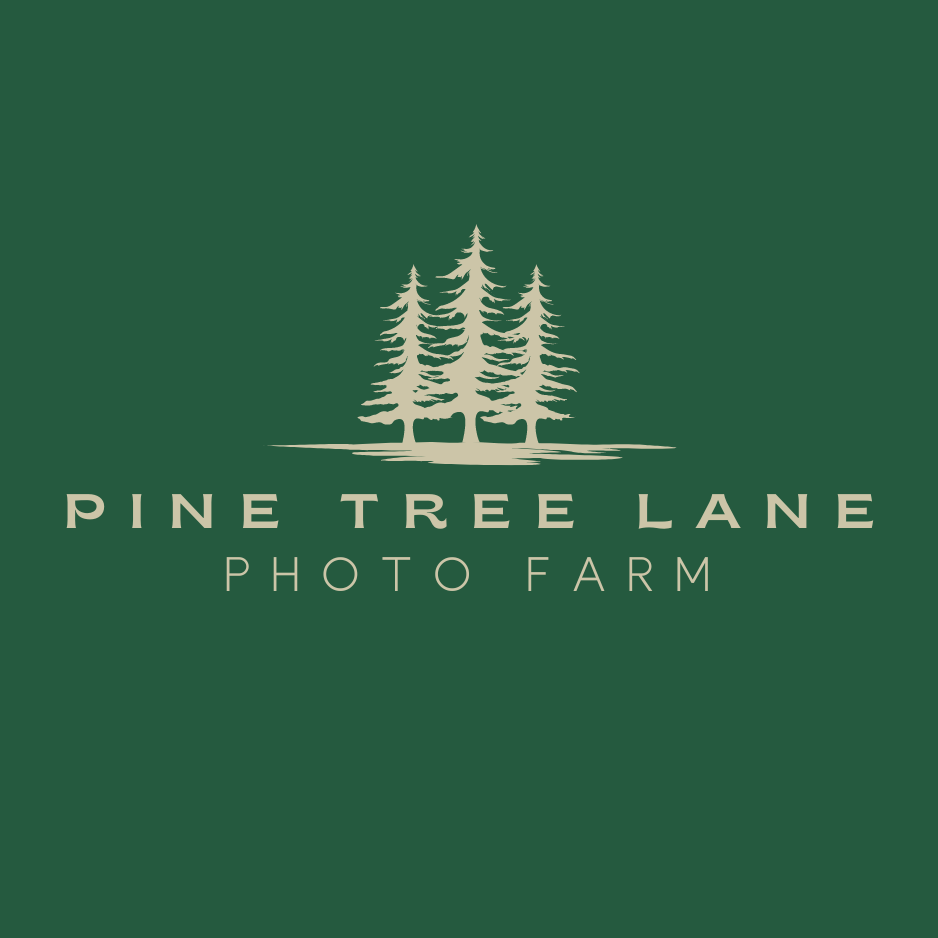 PINE TREE LANE (1).png