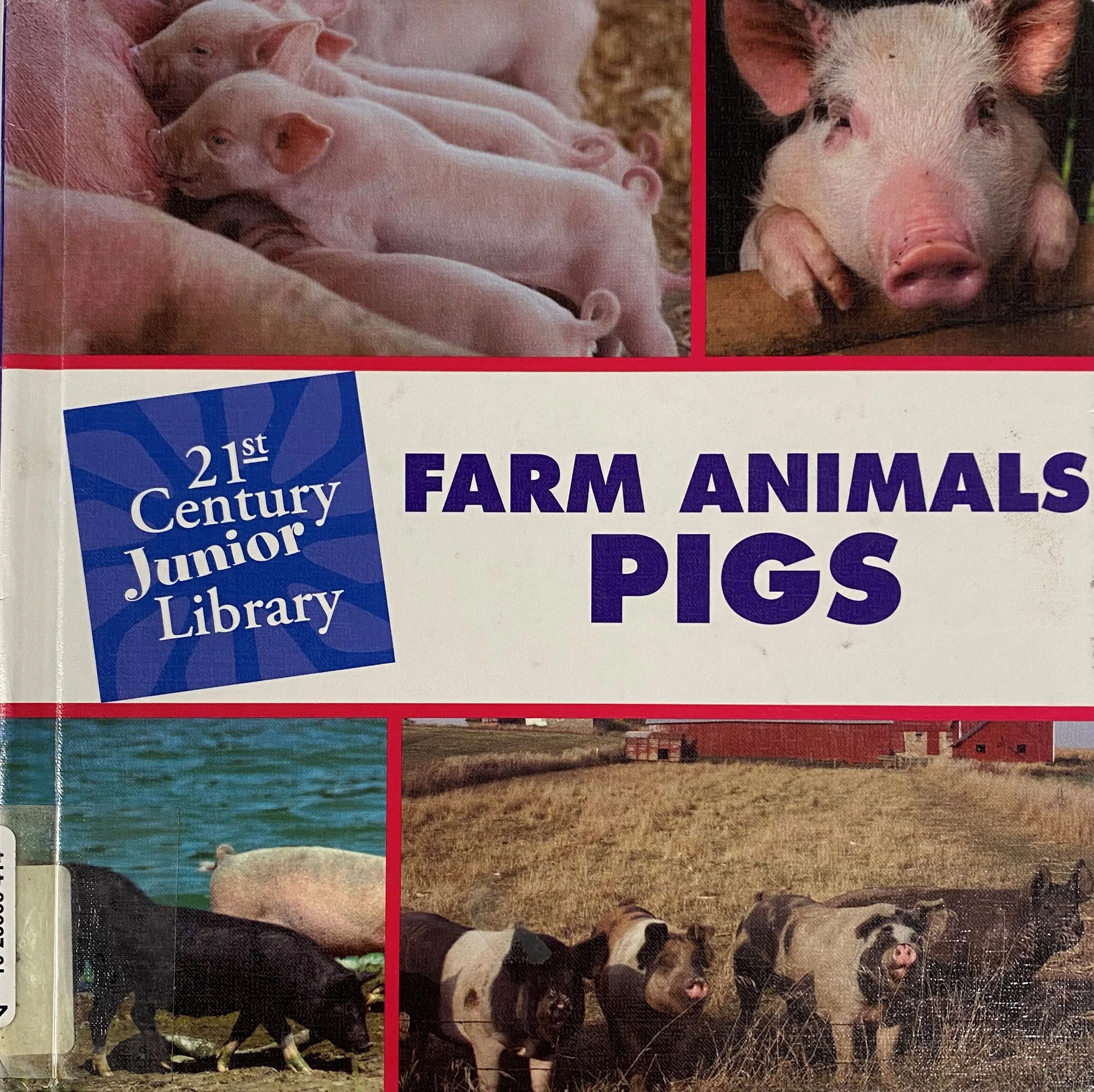 Farm Animals Pigs by Cecilia Minden.jpg