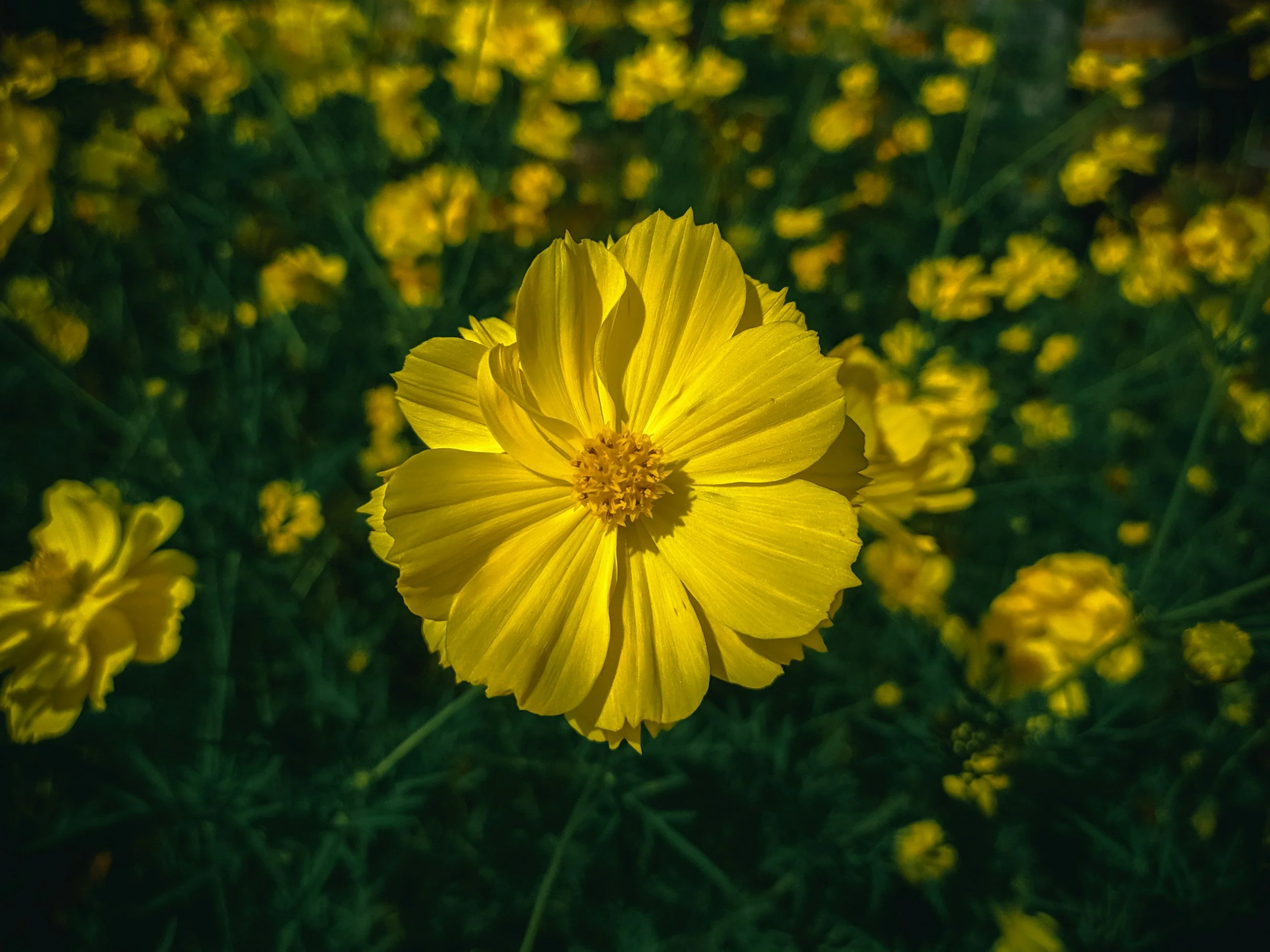 unsplash-image-UxAAFS5sLHU.jpg