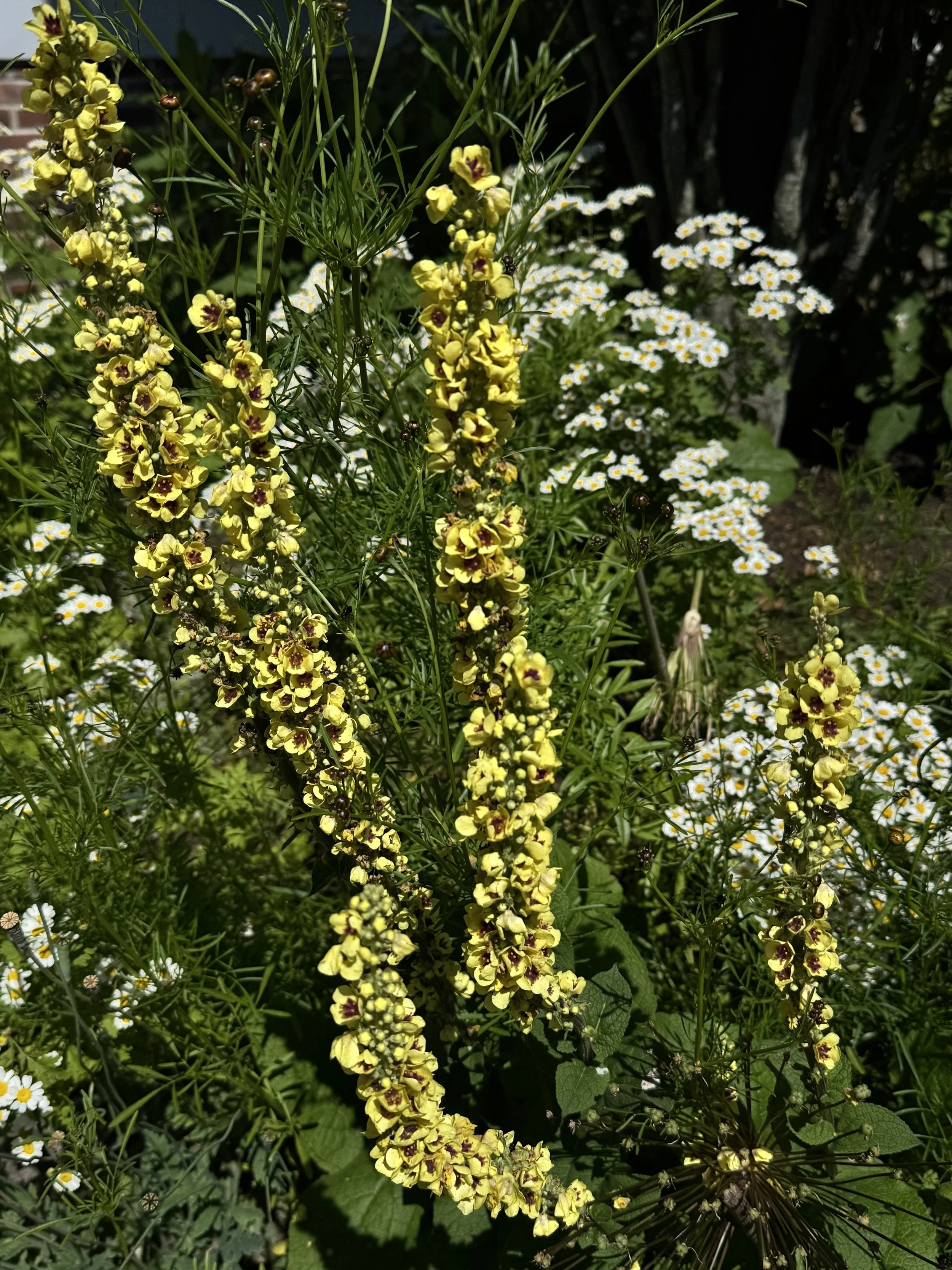 IMG_4455.jpeg