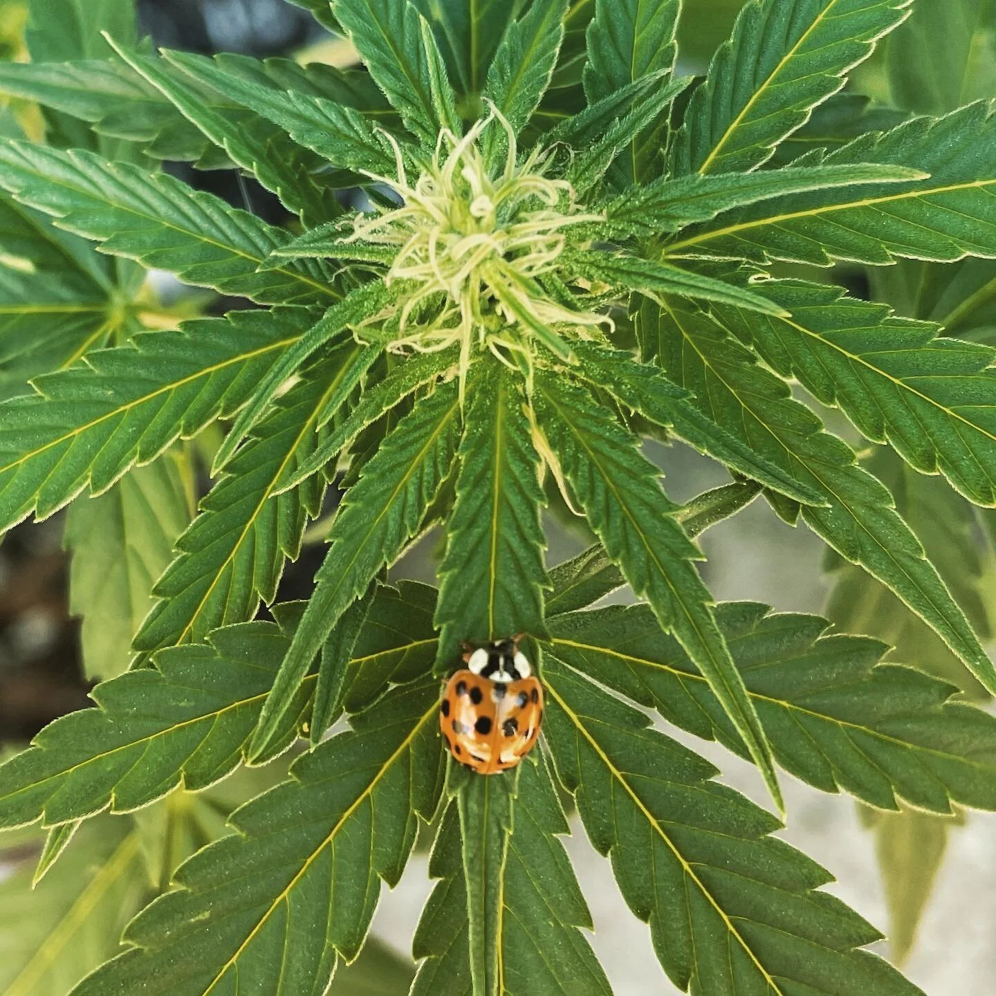 This little friend knows where it’s at. #durbanpoison #homegrown