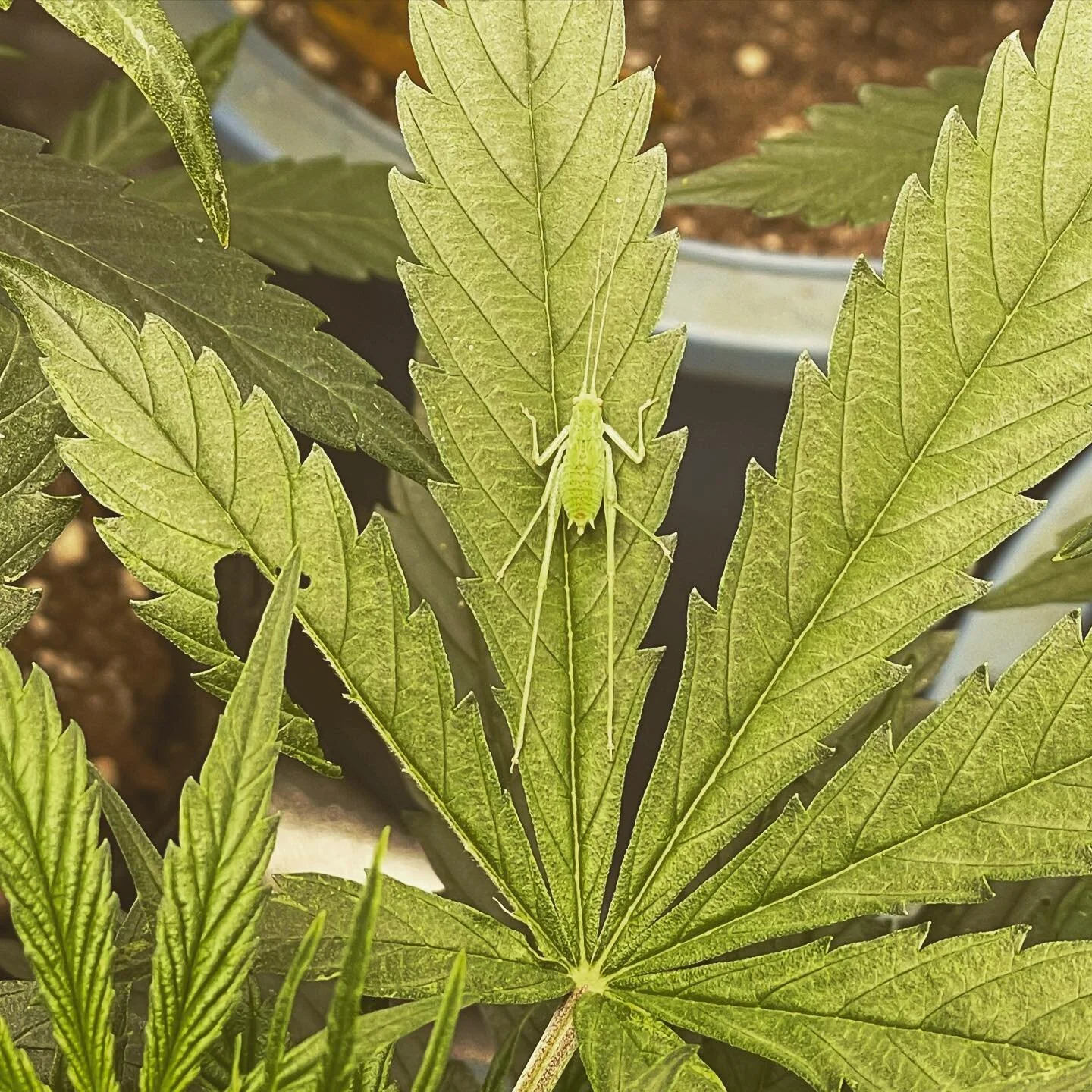 HEY!! Not very cash money of you, little friend.